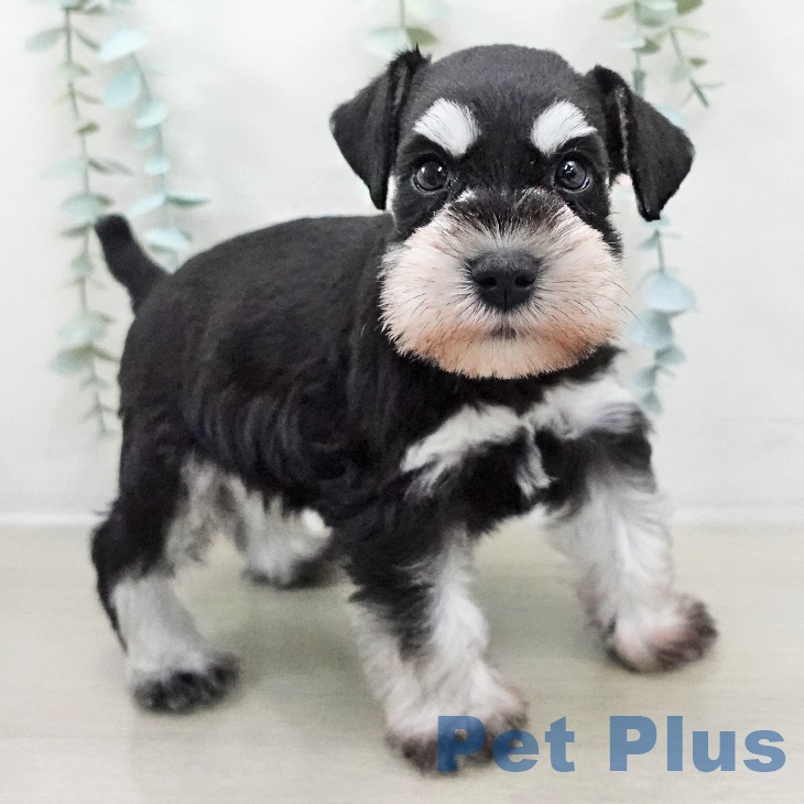 東京都のミニチュアシュナウザー (ペットプラス アクアシティお台場店/2025年8月27日生まれ/男の子/ブラックシルバー)の子犬の2枚目の画像