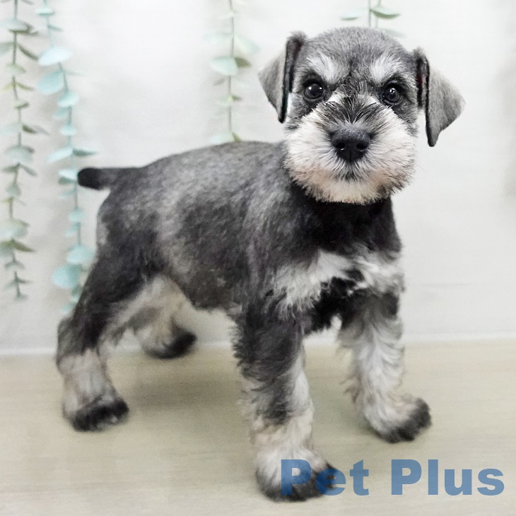 神奈川県のミニチュアシュナウザー (ペットプラス 川崎ルフロン店/2025年8月27日生まれ/女の子/ソルトペッパー)の子犬の1枚目の画像