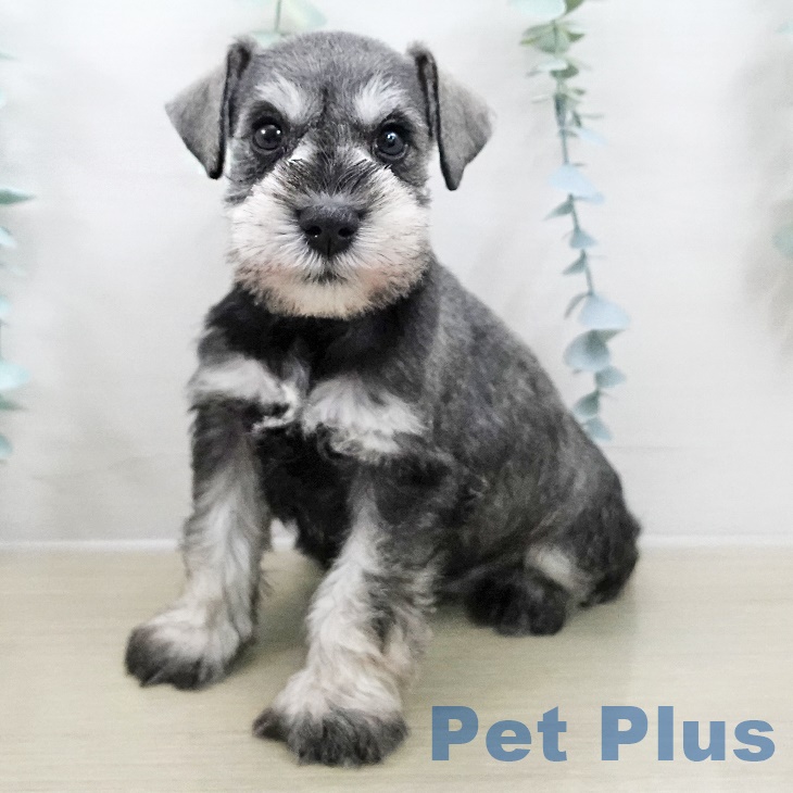 神奈川県のミニチュアシュナウザー (ペットプラス 川崎ルフロン店/2025年8月27日生まれ/女の子/ソルトペッパー)の子犬の2枚目の画像