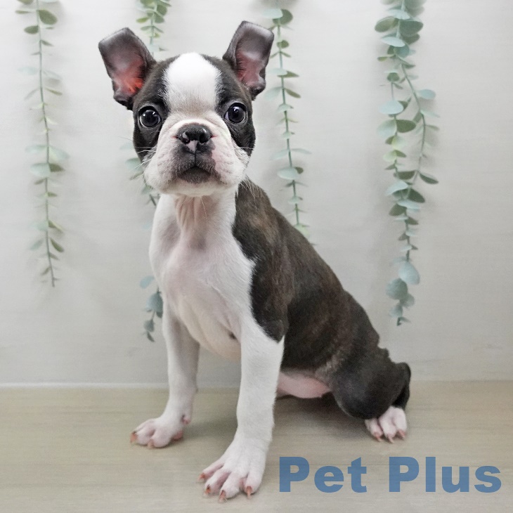 宮城県のボストンテリア (ペットプラス 名取店/2025年8月14日生まれ/女の子/ブリンドルホワイト)の子犬の1枚目の画像