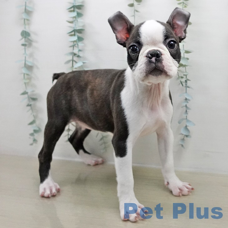 宮城県のボストンテリア (ペットプラス 名取店/2025年8月14日生まれ/女の子/ブリンドルホワイト)の子犬の2枚目の画像