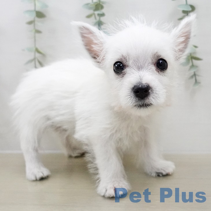 ウエスト・ハイランド・ホワイト・テリア