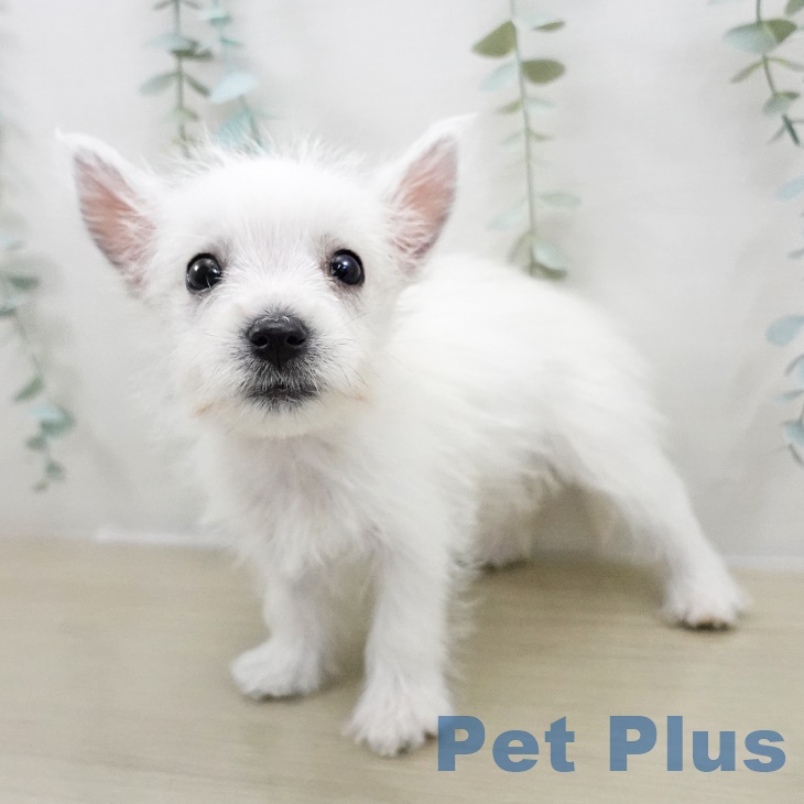 ウエスト・ハイランド・ホワイト・テリア