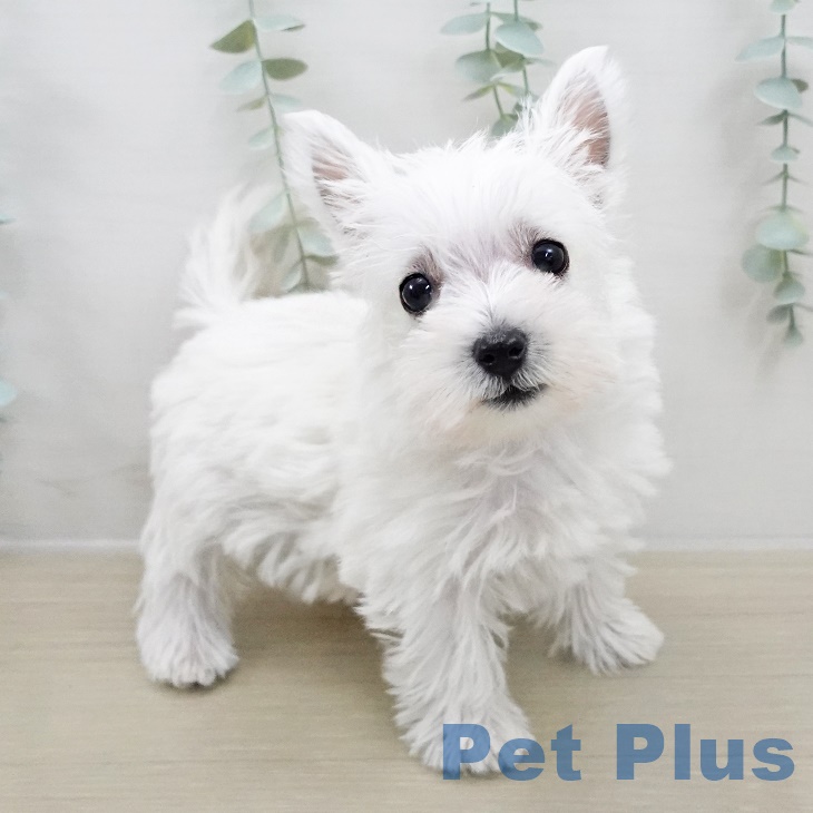 ウエスト・ハイランド・ホワイト・テリア