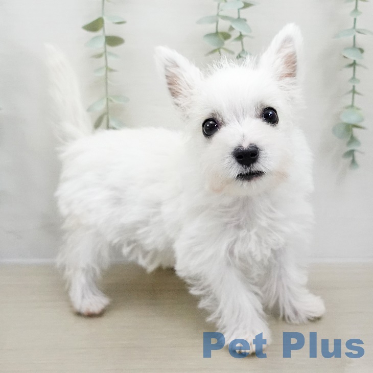 ウエスト・ハイランド・ホワイト・テリア