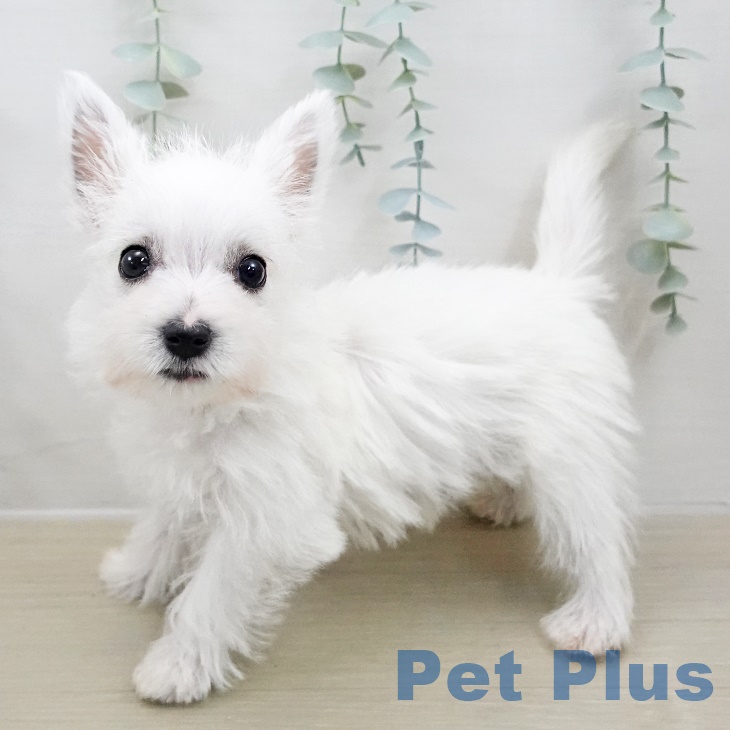 ウエスト・ハイランド・ホワイト・テリアの写真2