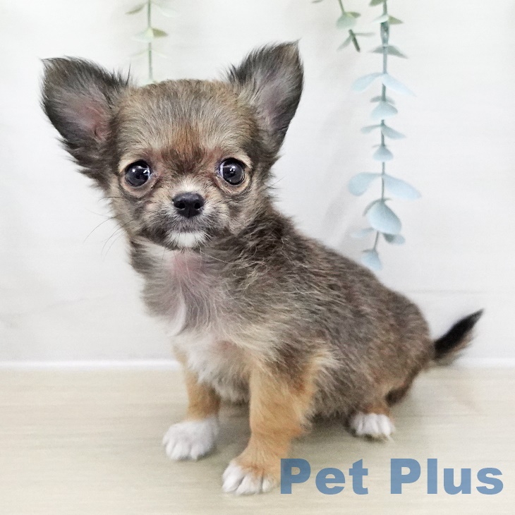 茨城県のチワワ(ロング) (ペッツワン 古河店/2025年8月24日生まれ/女の子/フォーンセーブルホワイト)の子犬の1枚目の画像