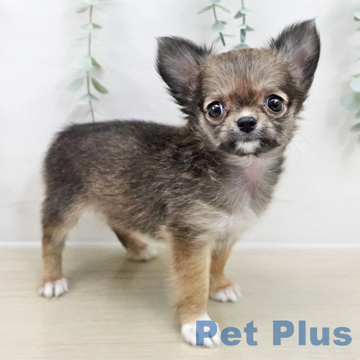 茨城県のチワワ(ロング) (ペッツワン 古河店/2025年8月24日生まれ/女の子/フォーンセーブルホワイト)の子犬の2枚目の画像