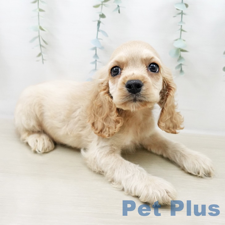 アメリカン・コッカー・スパニエル