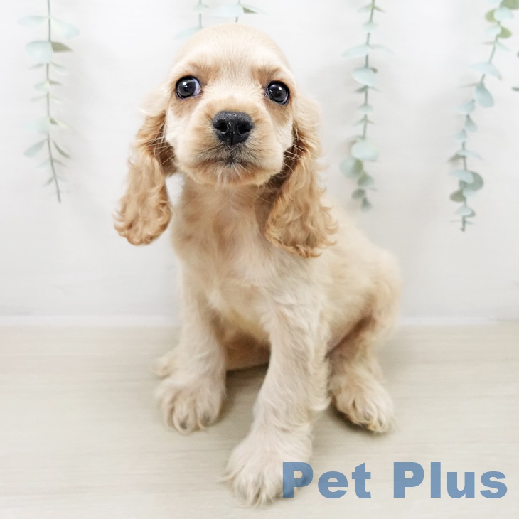 アメリカン・コッカー・スパニエルの写真2