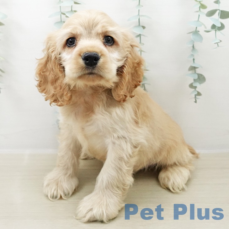 アメリカン・コッカー・スパニエル