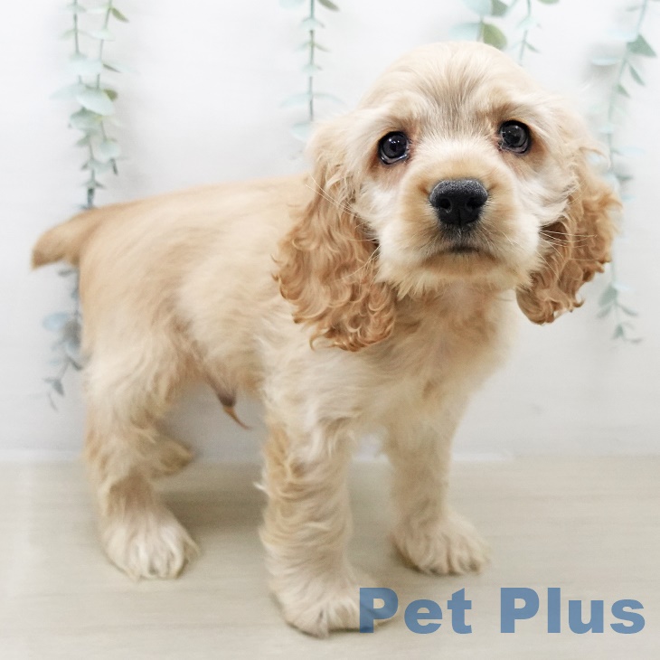 アメリカン・コッカー・スパニエルの写真2