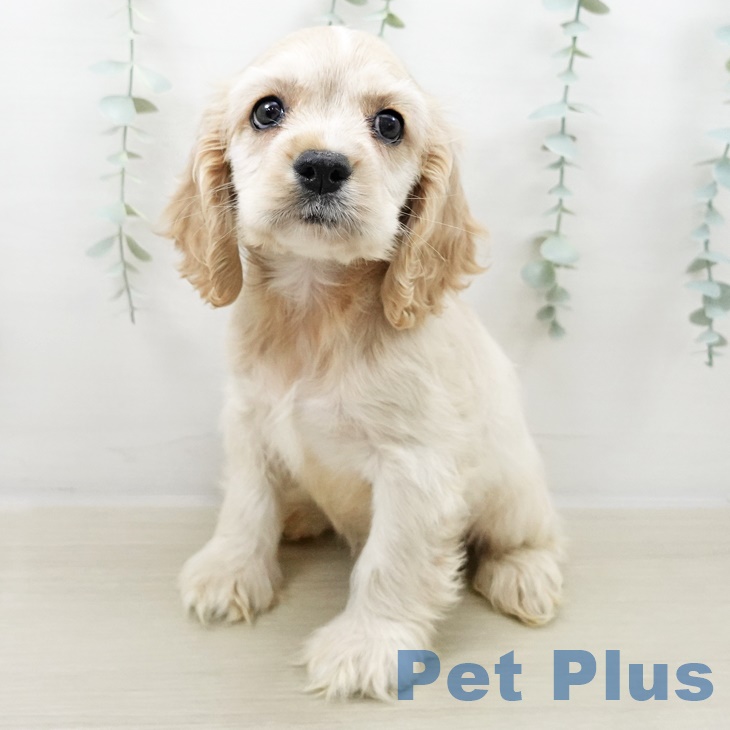 アメリカン・コッカー・スパニエル