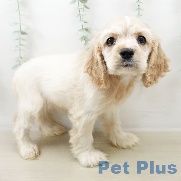 アメリカン・コッカー・スパニエルの写真2