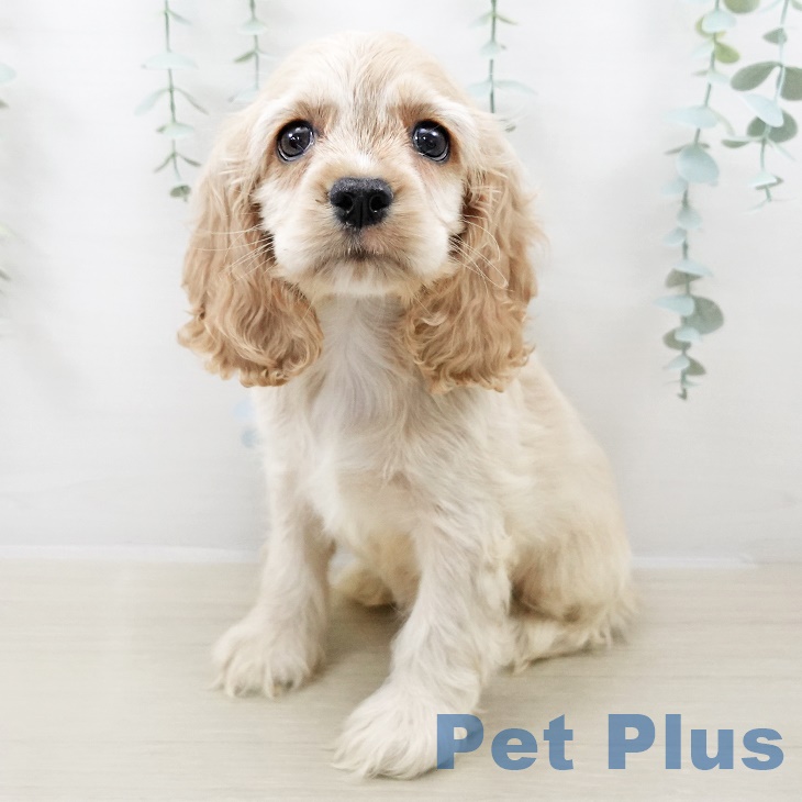 アメリカン・コッカー・スパニエル