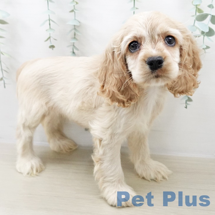 アメリカン・コッカー・スパニエルの写真2