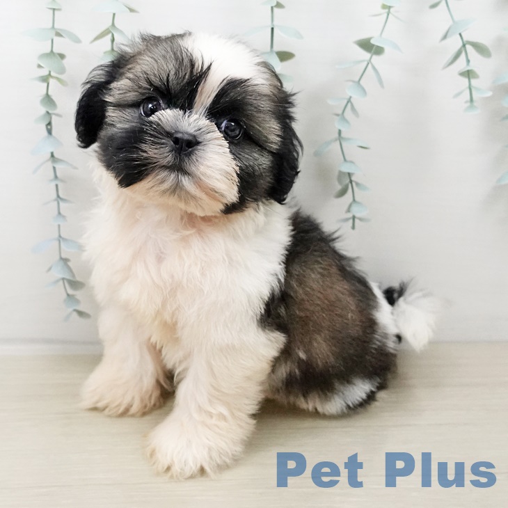 千葉県のシーズー (ペットプラス 幕張新都心店/2025年8月29日生まれ/男の子/ゴールドホワイト)の子犬の1枚目の画像