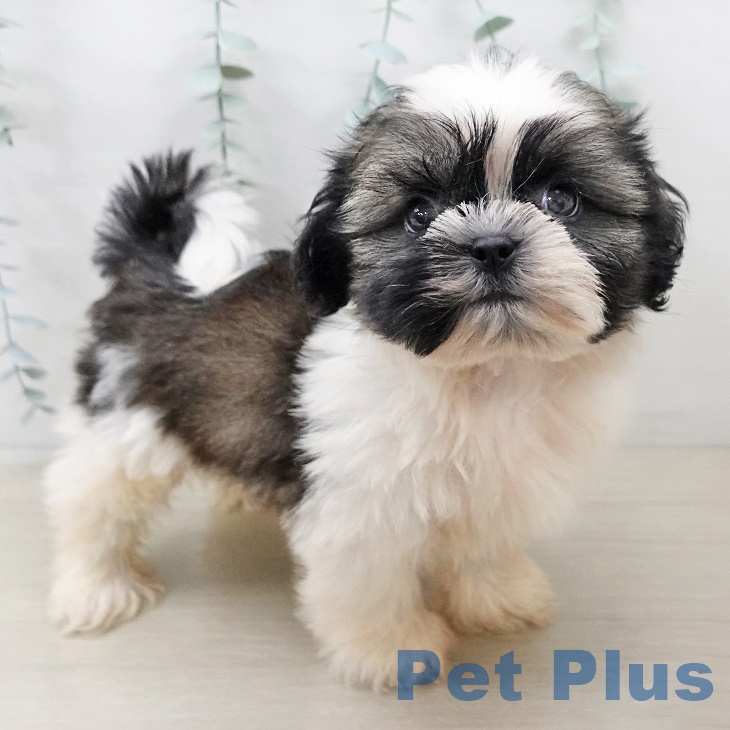 千葉県のシーズー (ペットプラス 幕張新都心店/2025年8月29日生まれ/男の子/ゴールドホワイト)の子犬の2枚目の画像