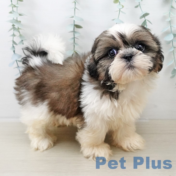 シー・ズーの写真2