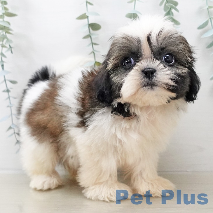 シー・ズーの写真2