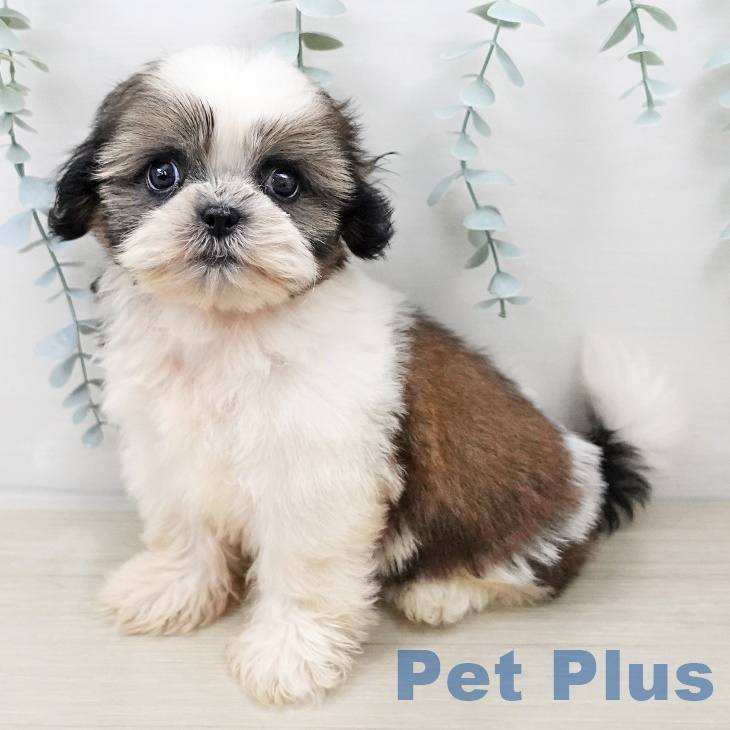 埼玉県のシーズー (ペットプラス 浦和美園店/2025年8月29日生まれ/女の子/ゴールドホワイト)の子犬