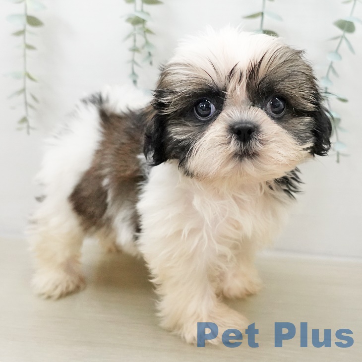 シー・ズーの写真2