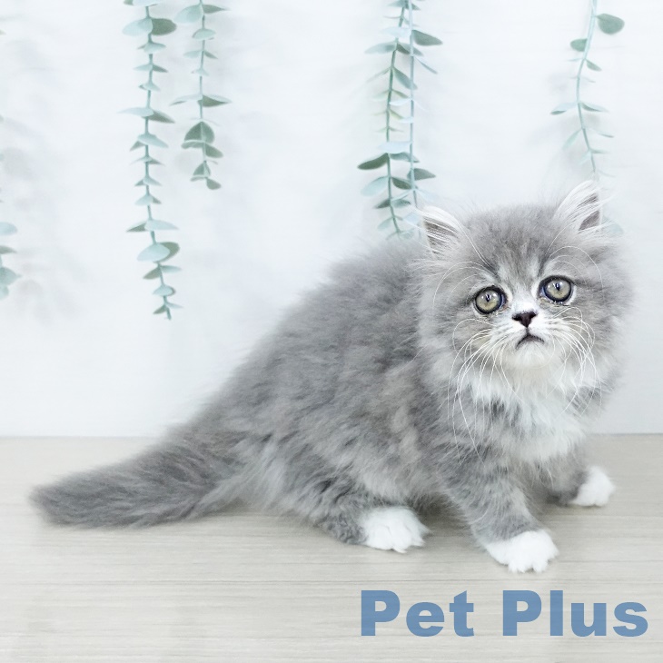 スコティッシュフォールド