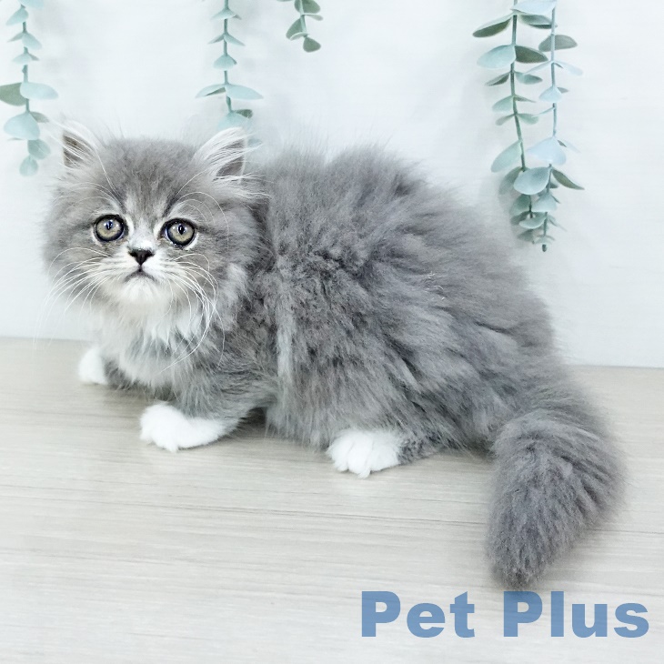 スコティッシュフォールド