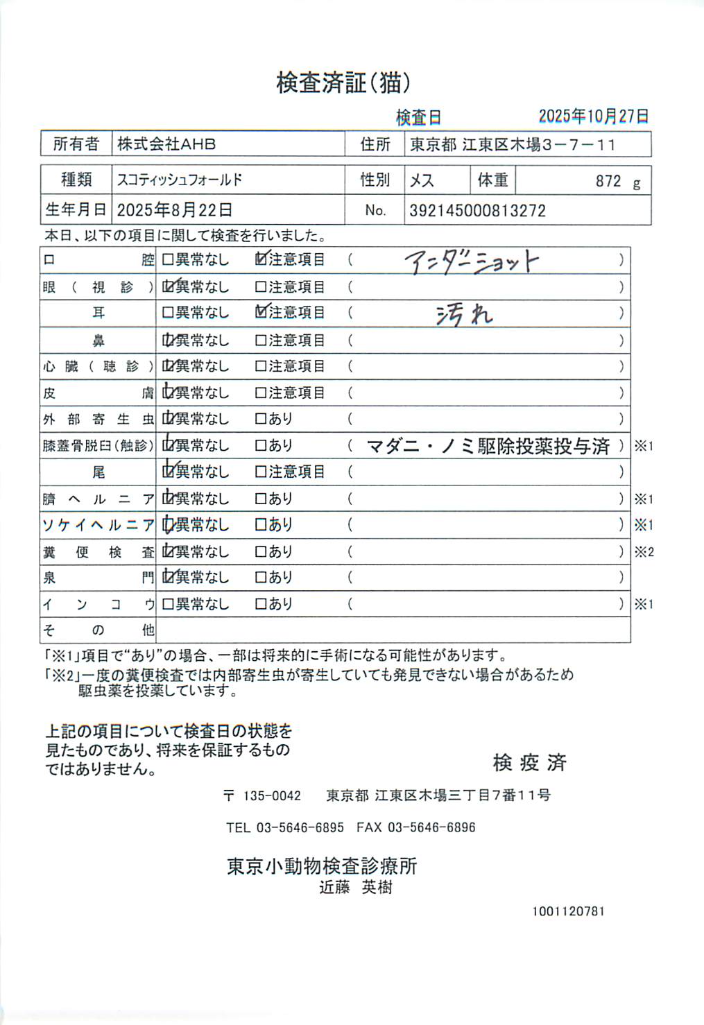 スコティッシュフォールド