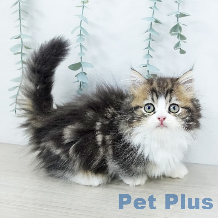 マンチカンの写真2