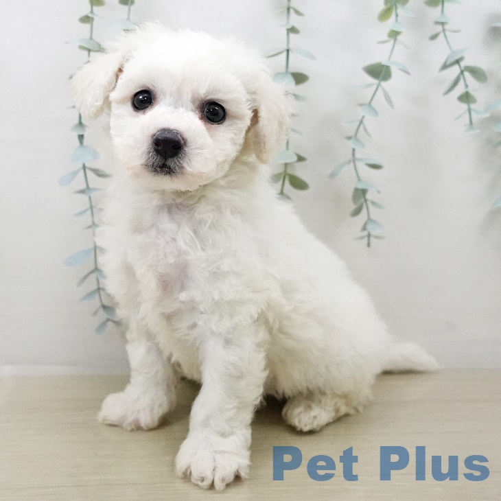 ビション・フリーゼ