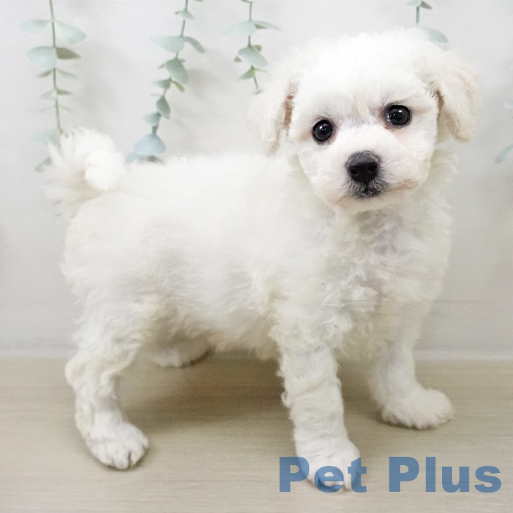 ビション・フリーゼの写真2