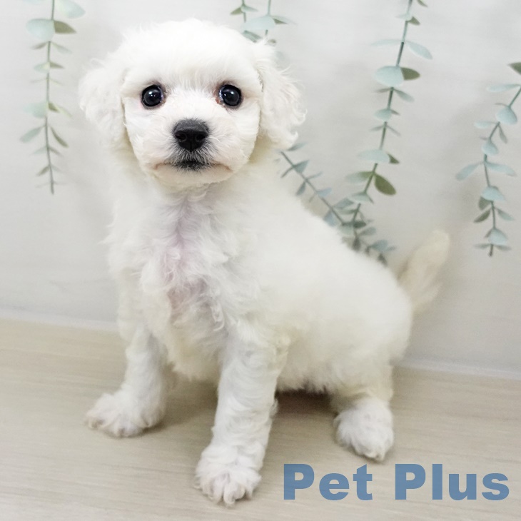 ビション・フリーゼ