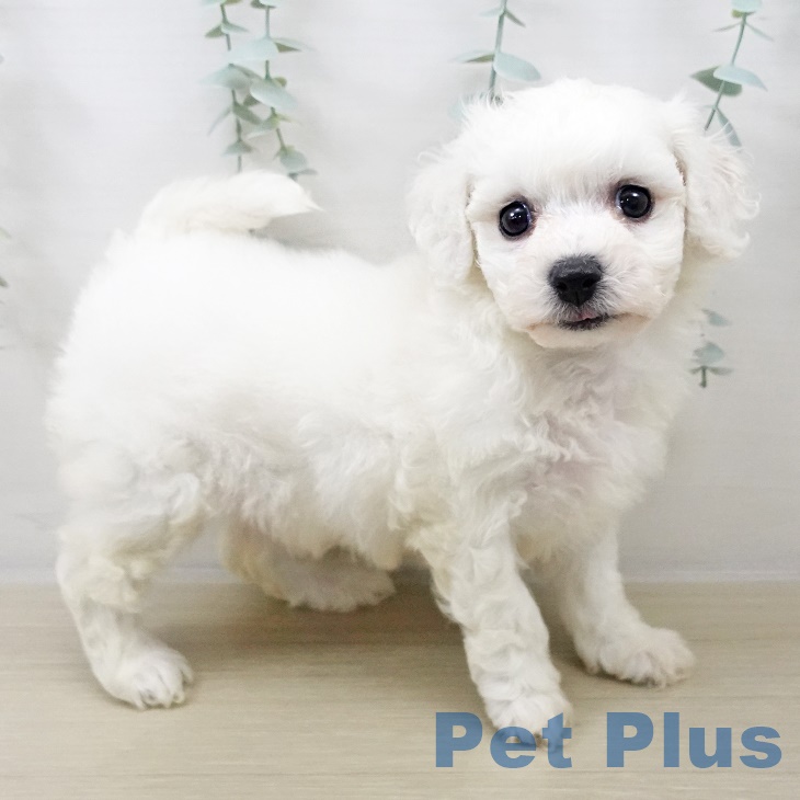 ビション・フリーゼの写真2