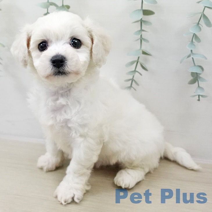 ビション・フリーゼ