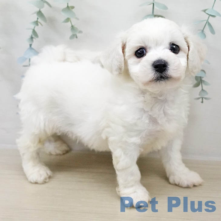 ビション・フリーゼの写真2