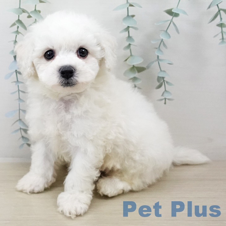 ビション・フリーゼ