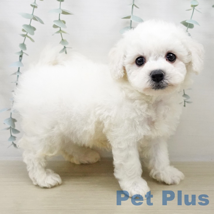 ビション・フリーゼの写真2