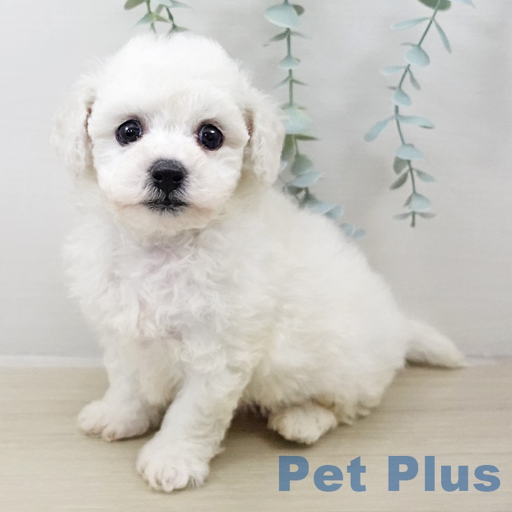 ビション・フリーゼ