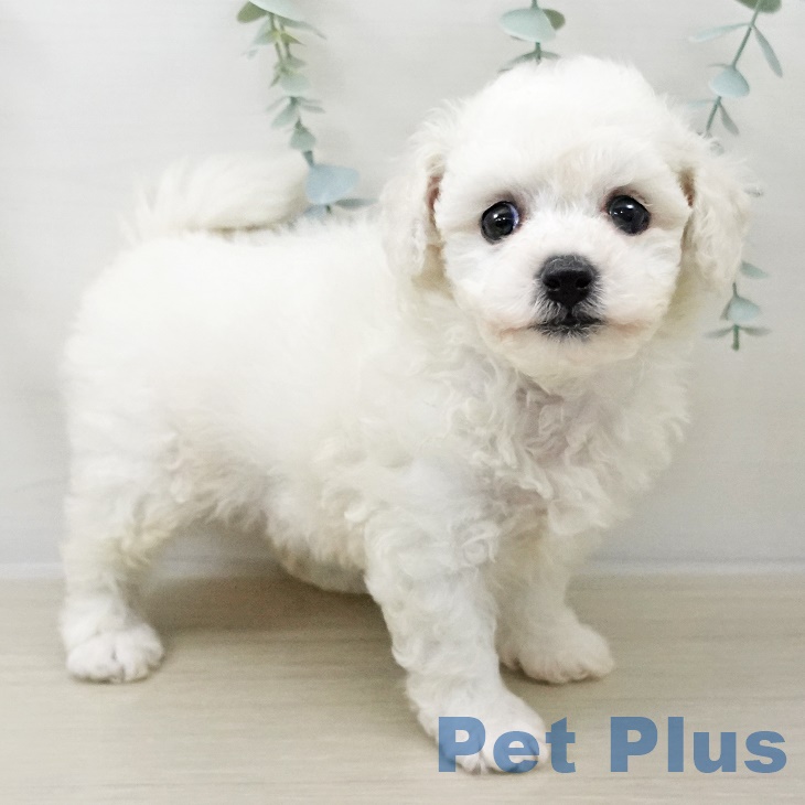 茨城県のビションフリーゼ (ペットプラス つくば店/2025年8月30日生まれ/男の子/ホワイト)の子犬の2枚目の画像