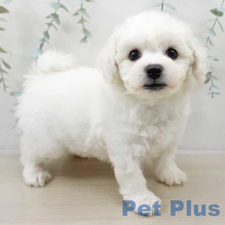 埼玉県のビションフリーゼ (ペットプラス コクーンシティ店/2025年8月30日生まれ/男の子/ホワイト)の子犬