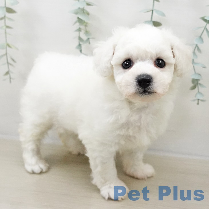 千葉県のビションフリーゼ (ペットプラス コトエ流山おおたかの森店/2025年8月30日生まれ/男の子/ホワイト)の子犬の1枚目の画像