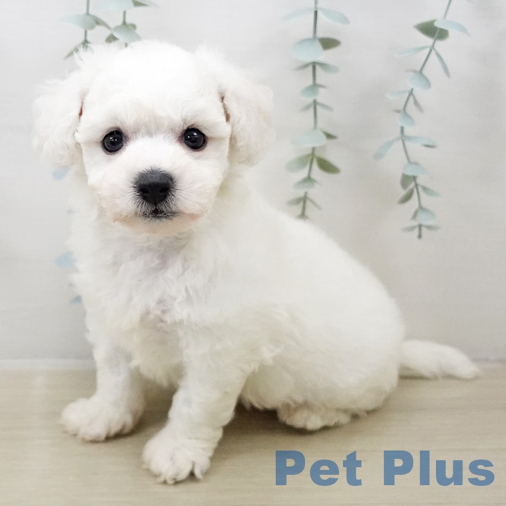 千葉県のビションフリーゼ (ペットプラス コトエ流山おおたかの森店/2025年8月30日生まれ/男の子/ホワイト)の子犬の2枚目の画像