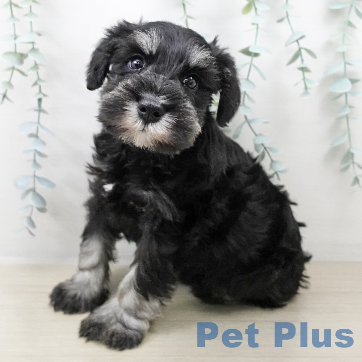 神奈川県のミニチュアシュナウザー (ペットプラス ゆめが丘ソラトス店/2025年8月30日生まれ/男の子/ブラックシルバー)の子犬の1枚目の画像