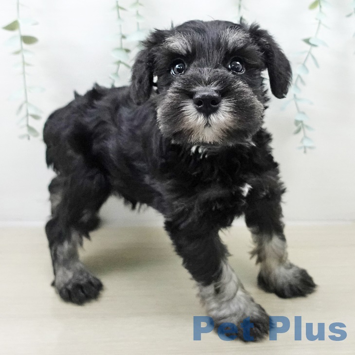 神奈川県のミニチュアシュナウザー (ペットプラス ゆめが丘ソラトス店/2025年8月30日生まれ/男の子/ブラックシルバー)の子犬の2枚目の画像