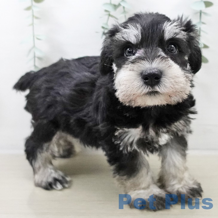 ミニチュア・シュナウザー