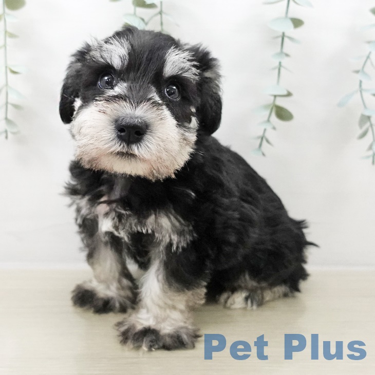 ミニチュア・シュナウザーの写真2