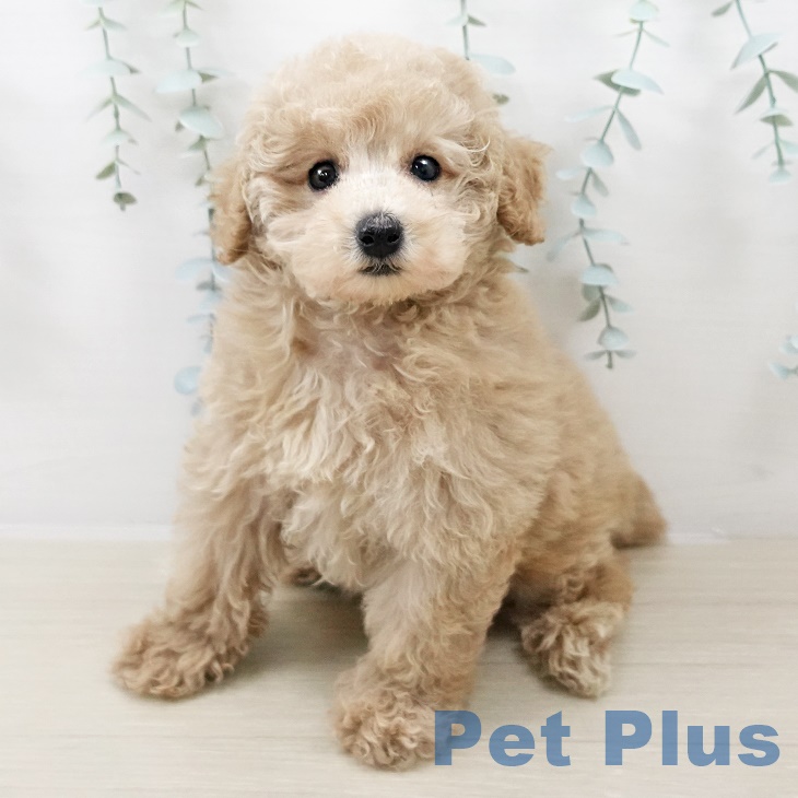 神奈川県のトイプードル(トイ) (ペットプラス テラスモール湘南店/2025年8月11日生まれ/女の子/クリーム)の子犬の1枚目の画像