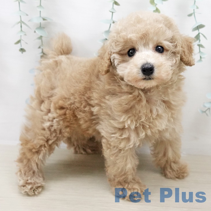 神奈川県のトイプードル(トイ) (ペットプラス テラスモール湘南店/2025年8月11日生まれ/女の子/クリーム)の子犬の2枚目の画像