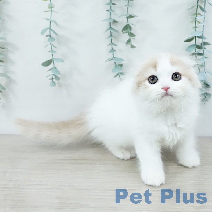 岩手県のスコティッシュフォールド (ペットプラス 盛岡南店/2025年8月25日生まれ/女の子/クリームタビーホワイト)の子猫の1枚目の画像